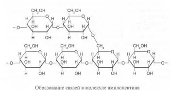 Происхождение и строение полисахаридов